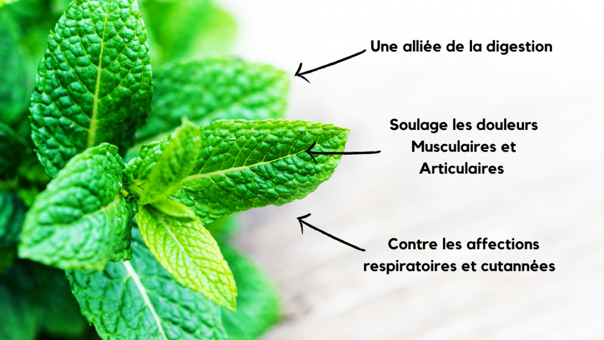 La menthe